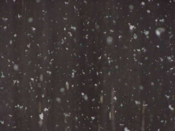 Schneeflocken am 5. Februar 2003. Olympus E-100 RS. Blitz. 1/200s. F/3.5. f=382mm. Hellste Pixel aus 4 Aufnahmen addiert. Foto: Jost Jahn