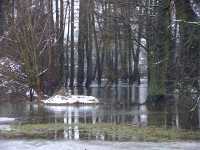 3. Januar 2003, Bäume in der Ilmenau, Foto: Jost Jahn
