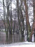 3. Januar 2003, Ein weiterer Baum in der Ilmenau, Foto: Jost Jahn