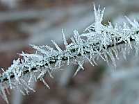 1. Januar 2004, Hamerstorf, Eiskristalle im Wald, Foto: Jost Jahn