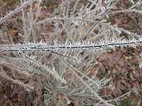 1. Januar 2004, Hamerstorf, Eiskristalle im Wald, Foto: Jost Jahn