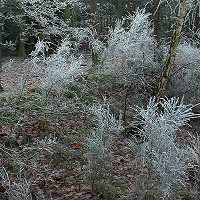 1. Januar 2004, Hamerstorf, Eiskristalle im Wald, Foto: Jost Jahn