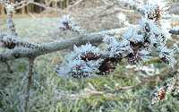 1. Januar 2004, Hamerstorf, Eiskristalle im Wald, Foto: Jost Jahn