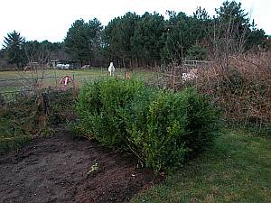 Altes Pastorat Amrum, Dezember 2006, Buchsbaumtransfer